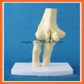 Human Anatomical Simulation Elbow Joint Skeleton Model for Medical Teaching